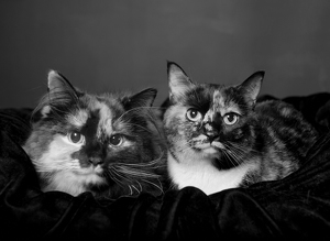 Fundraising Page: Brownie and Angel Layne